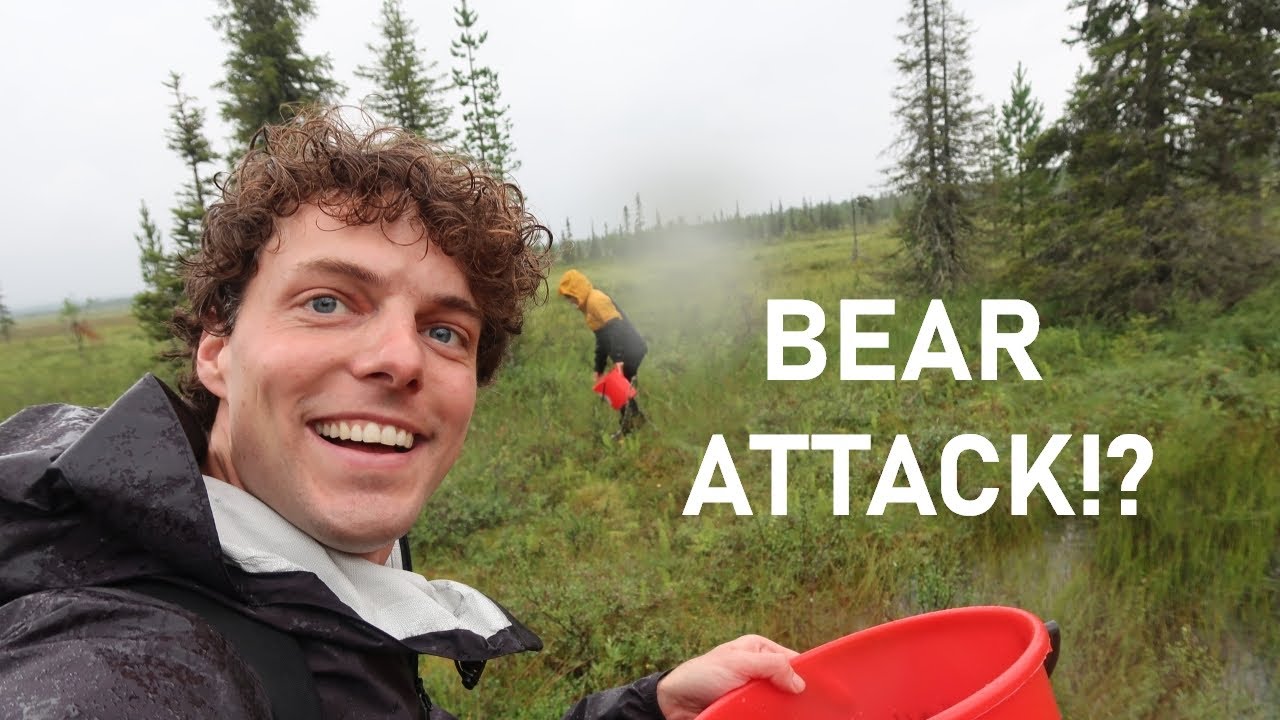 A Peaceful Berry Trip… Until It Suddenly Turned Dangerous — LAPLAND WILDERNESS EXPERIENCE