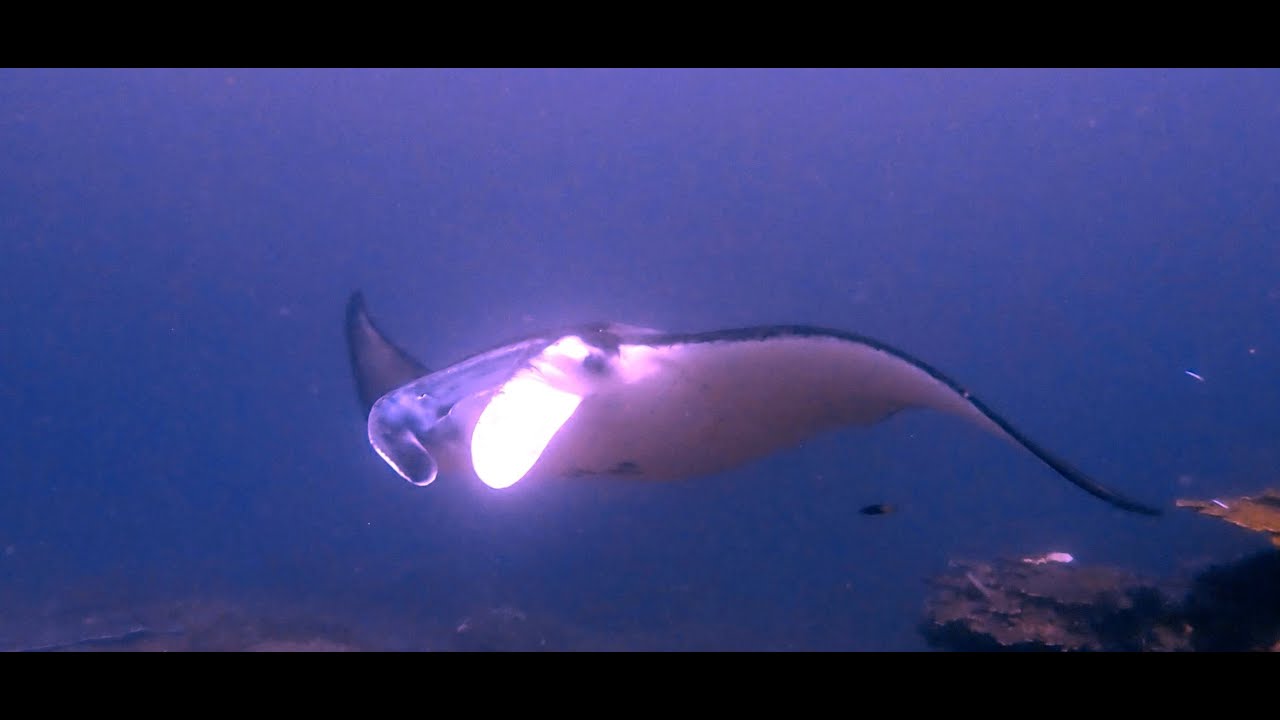Scuba Dive at Manta Point Bali