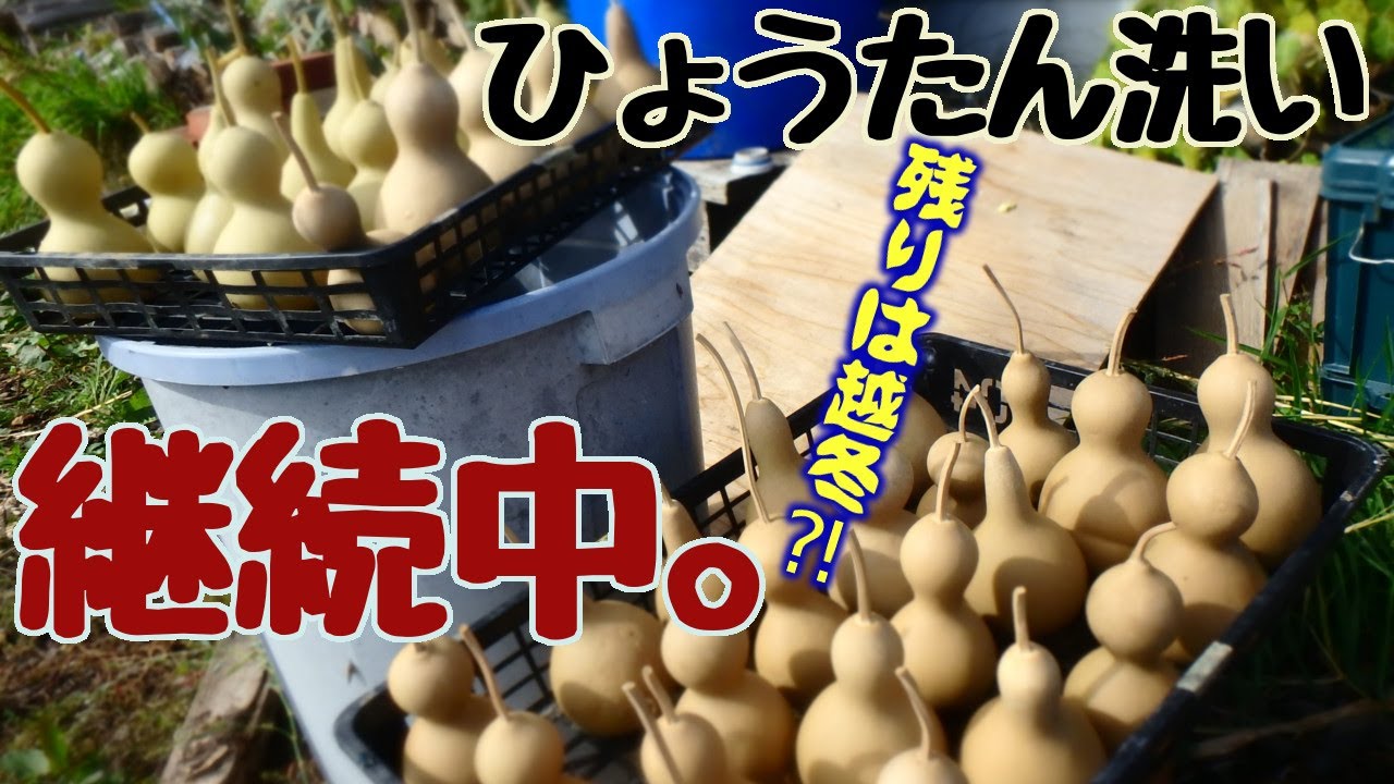 秋のひょうたん作業。収穫から水漬け、洗いまで【自給生活北海道ぐるりの暮らし】#112　主に、ひょうたんランプ用のひょうたんを9月から１１月にかけて処理しています。