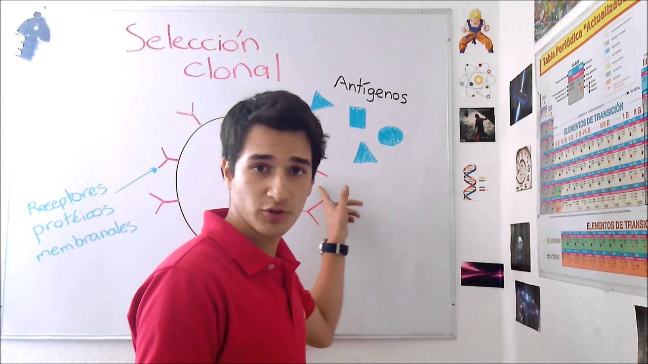 Selecci&oacute;n clonal. Inmunolog&iacute;a  EN 3 MINUTOS!