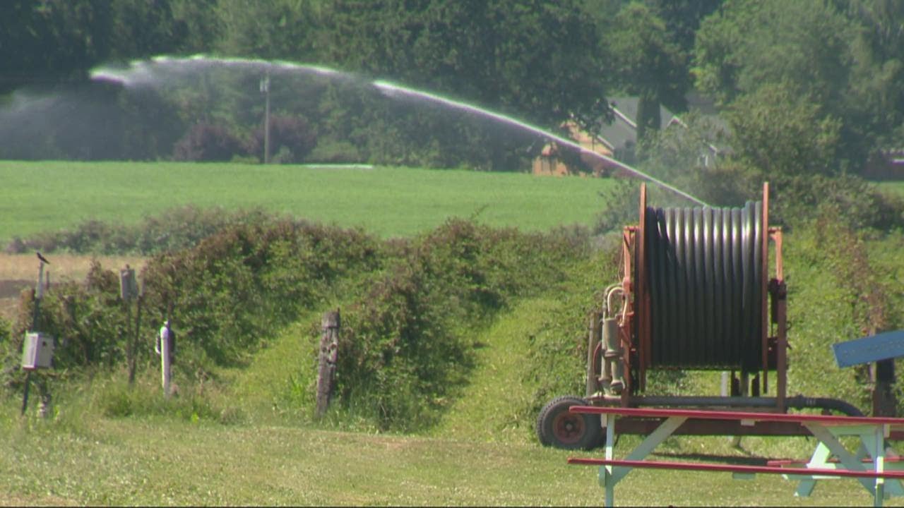 Sauvie Island farmer expects to lose tens of thousands after record-breaking hot temperatures