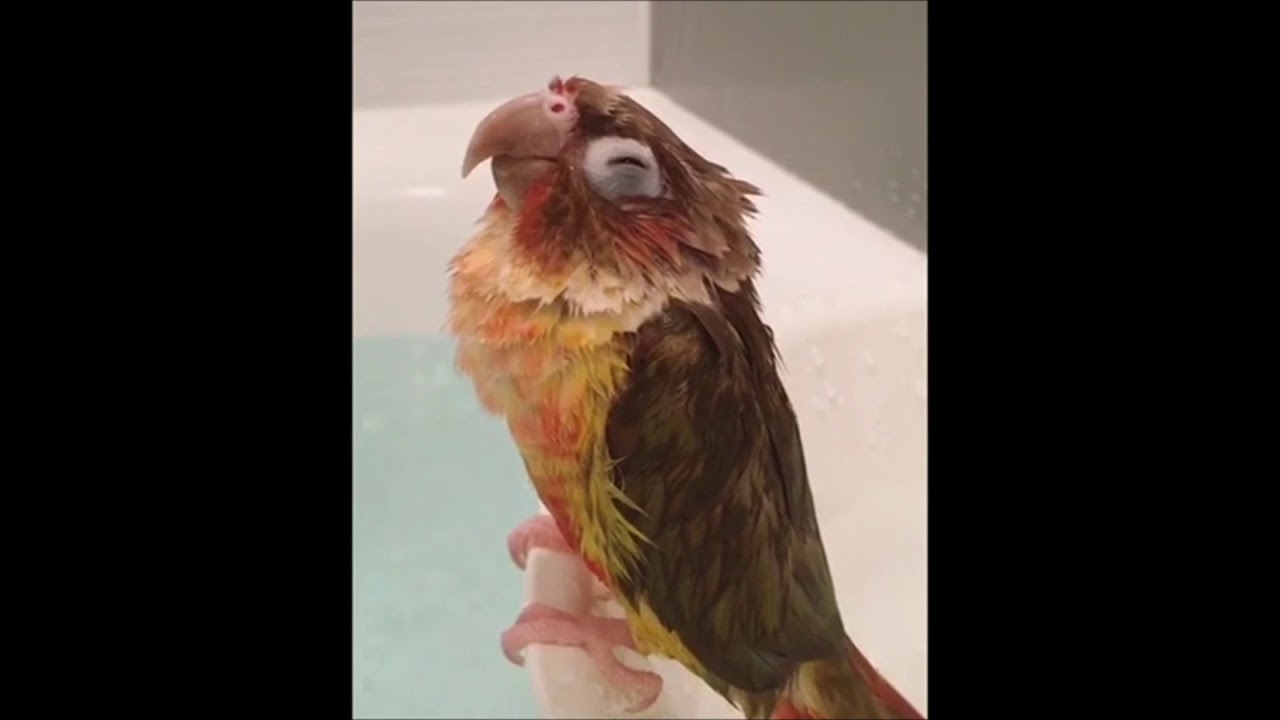 PERROQUET COMPILATION INSOLITE 2 !!!