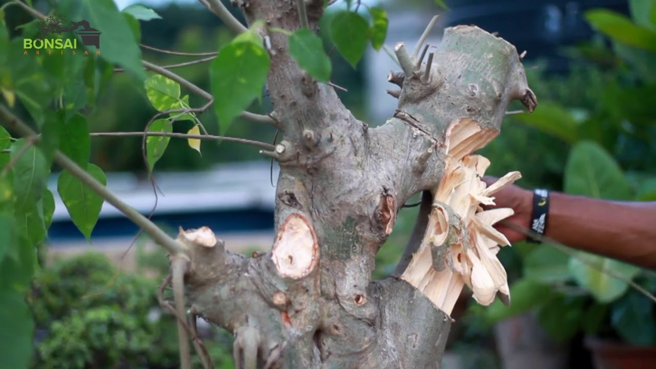 | How to make Bonsai structure ficus Rumphii tree form big material | Bonsai Artisan | AQIB |