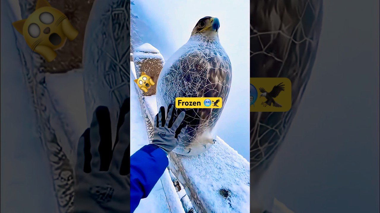 Frozen Solid! 🦅 Heartbreaking Eagle Rescue  