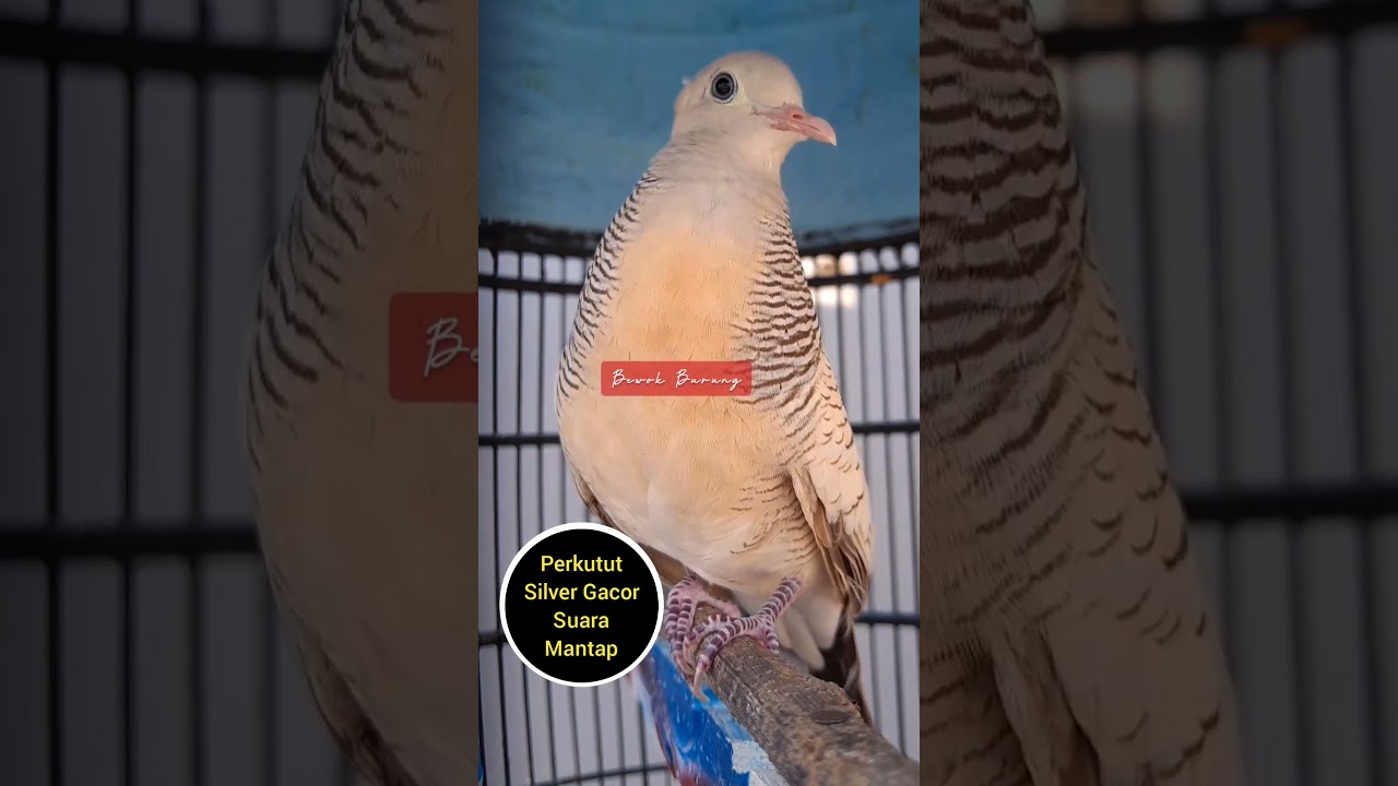 Perkutut Silver suara Mantap