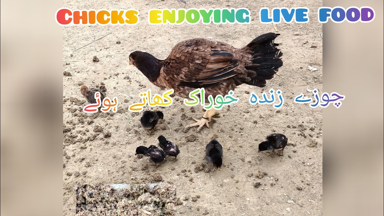 live food for chicks🐥🐥🐤 چوزوں کے لیے زندہ خوراک 🐤🐥💯