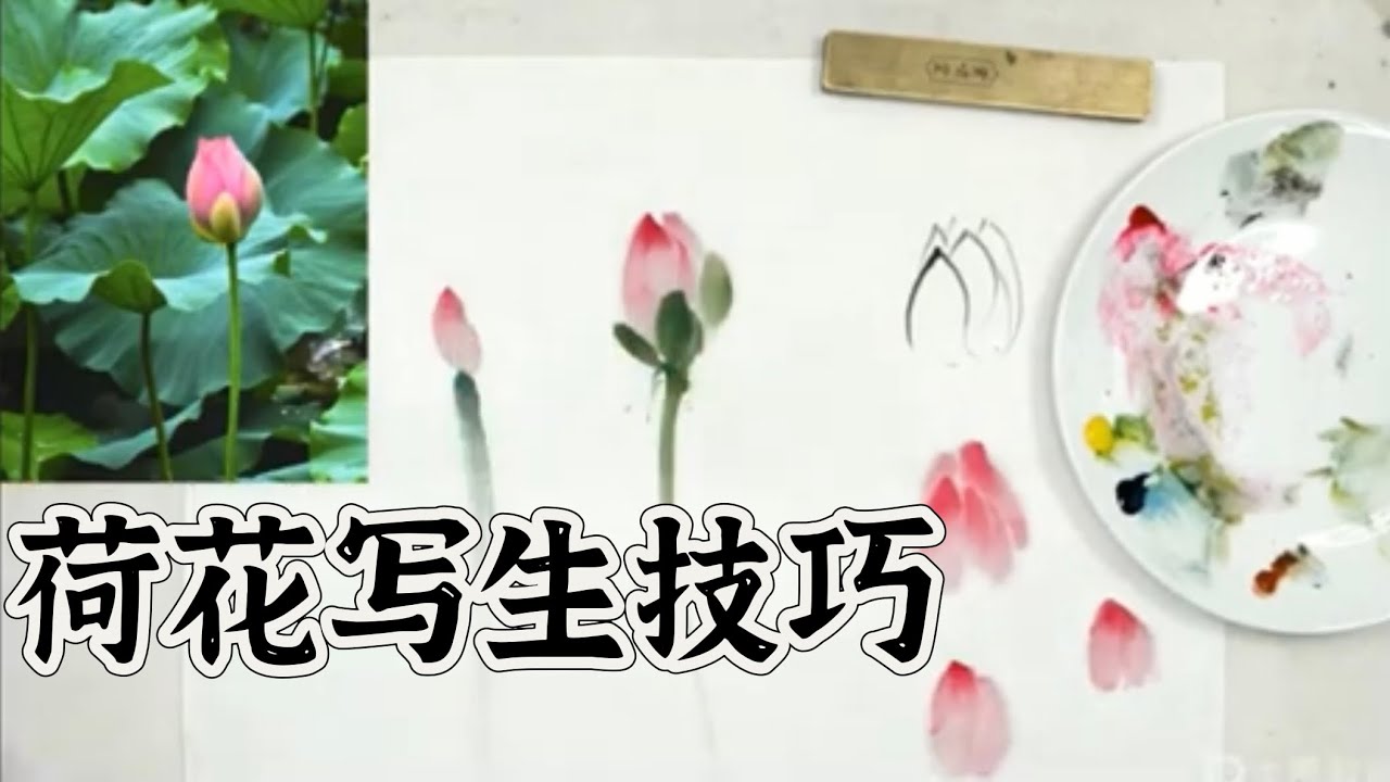 写生课程（第3节）荷花写生（1）荷花水墨表达技法解析