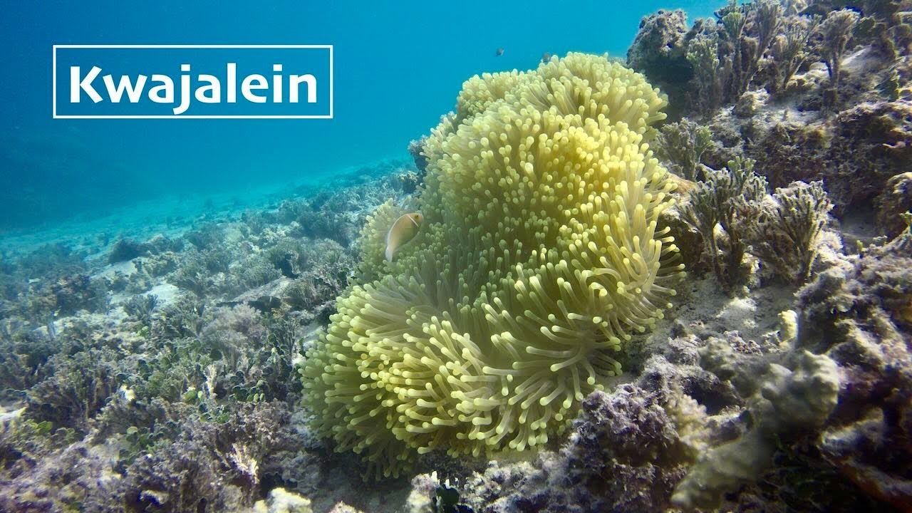 Kwajalein Anemone Screensaver