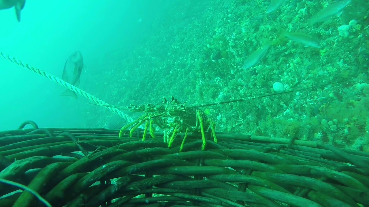 GOPRO FOOTAGE ON A CRAYFISH POT.