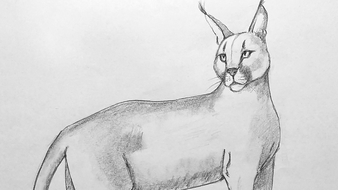 How to draw a lynx كيف ترسم الوشق  بالخطوات اا