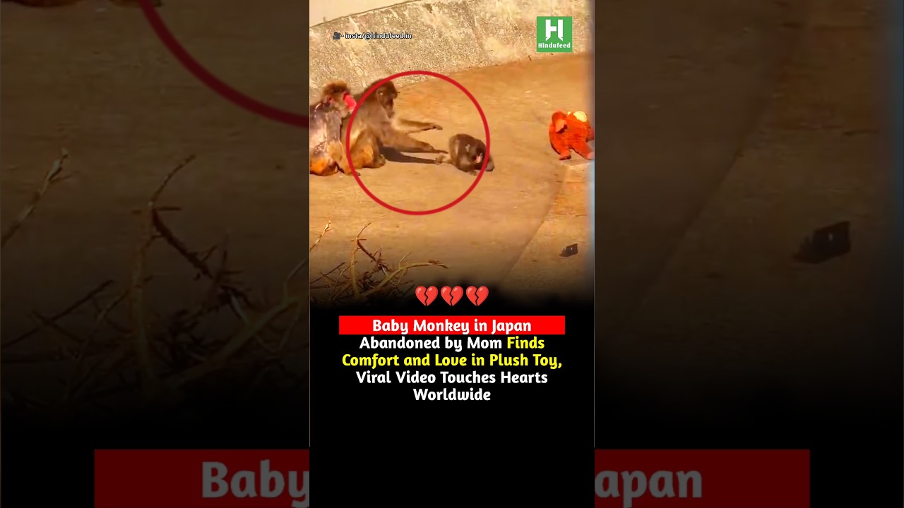 Baby Monkey in Japan Abandoned by Mom Finds Comfort and Love in Plush Toy, Touches Hearts Worldwide