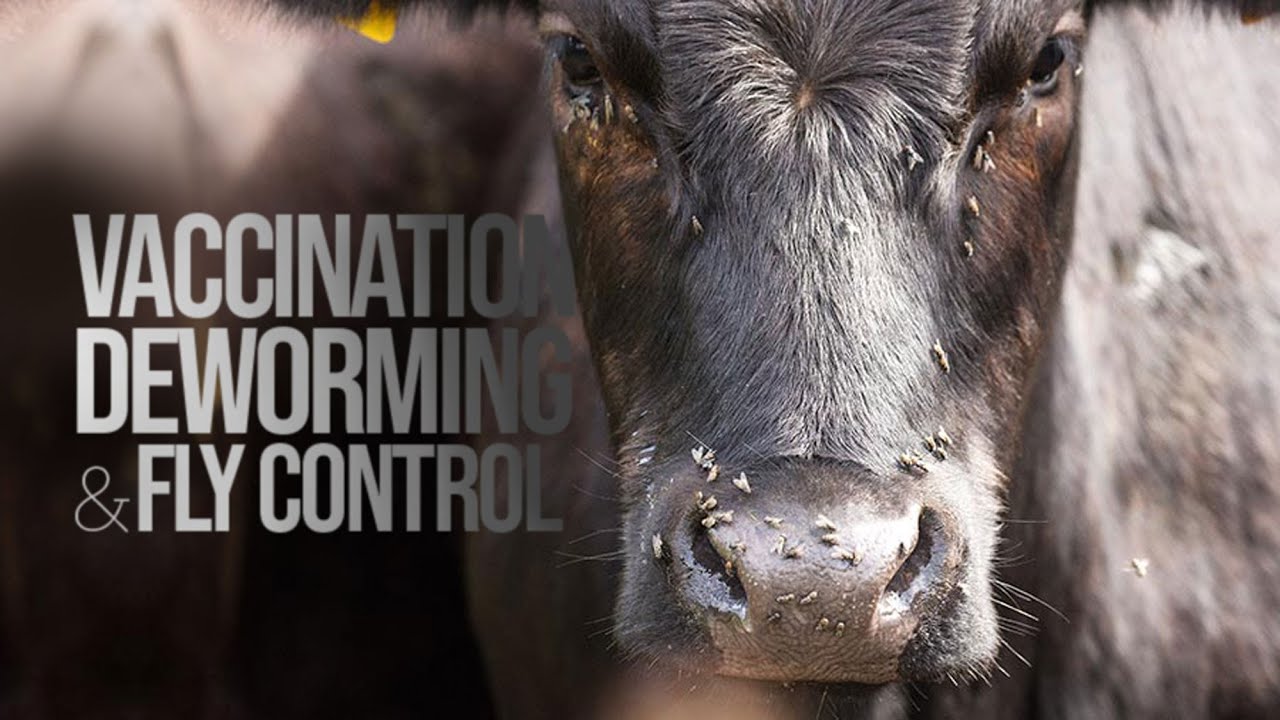 Fly Control, Deworming and Vaccination of Beef Cow Herds – Forage & Livestock Town Hall (Full Video)