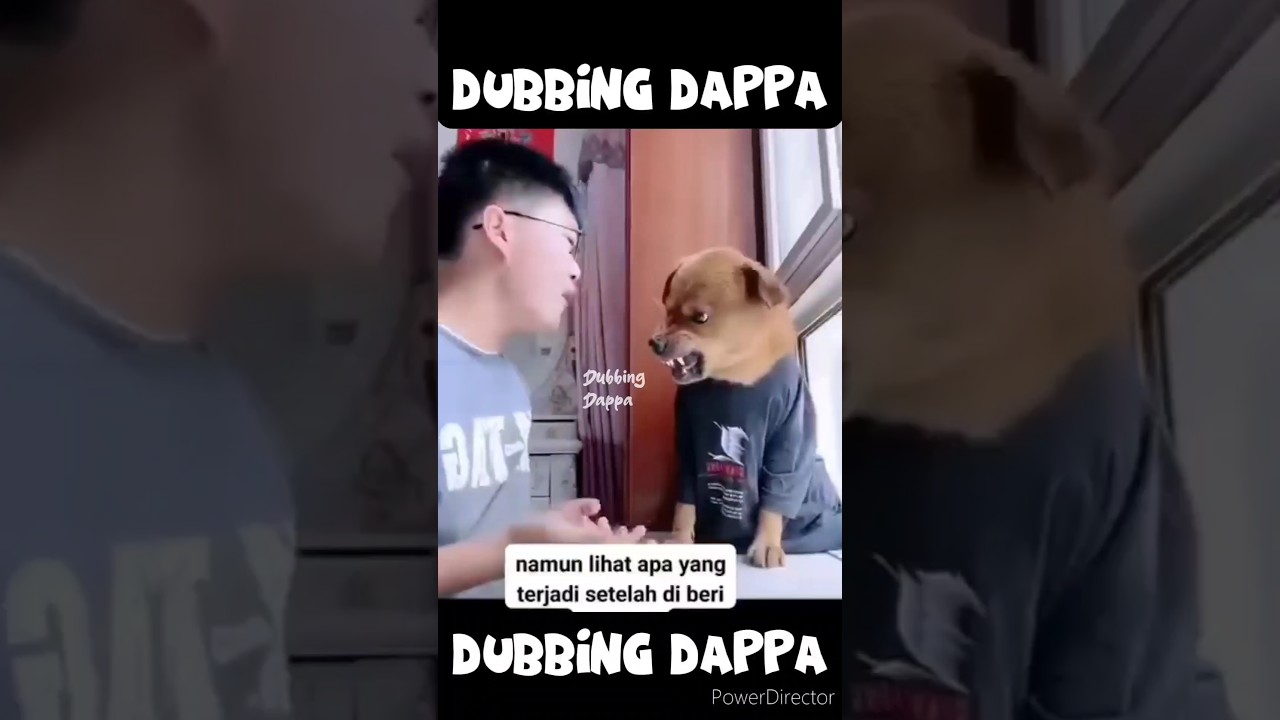 Chi Chi Chi 🤣 #funny #shorts #dog #shortsfeed #chichichirenani #funnyanimals #pets #doglover #comedy