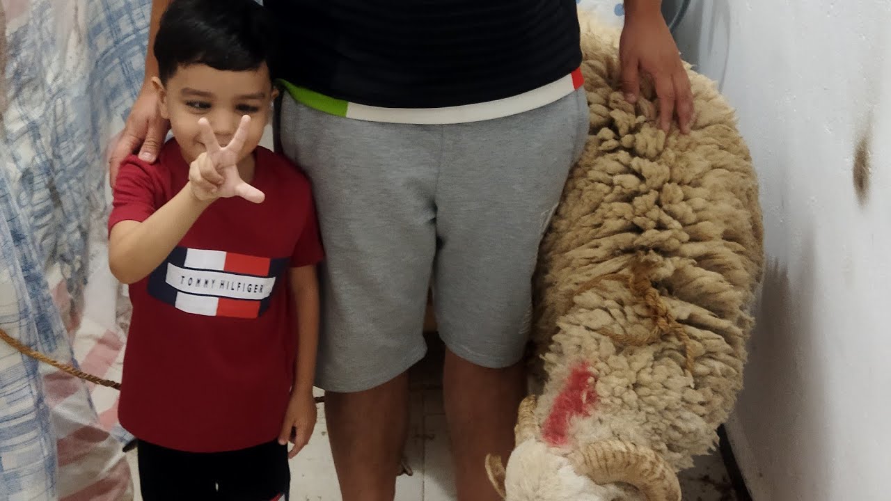 Mouton de l'A&iuml;d el Adha 2022 Relizane Alg&eacute;rie