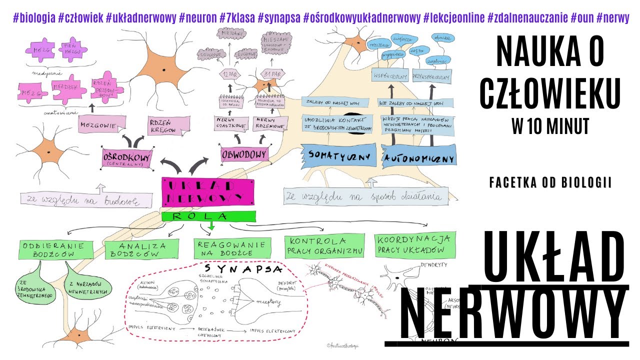 Układ Nerwowy | Budowa i Rola Układu Nerwowego | Darmowe korepetycje z biologii | Film edukacyjny