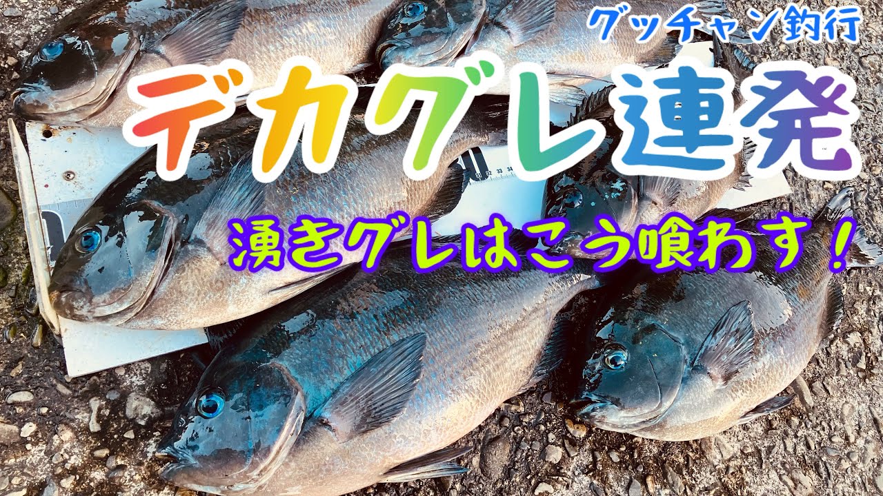 でっかい湧きグレの喰わせ方！【フカセ釣り】【グレ釣り】