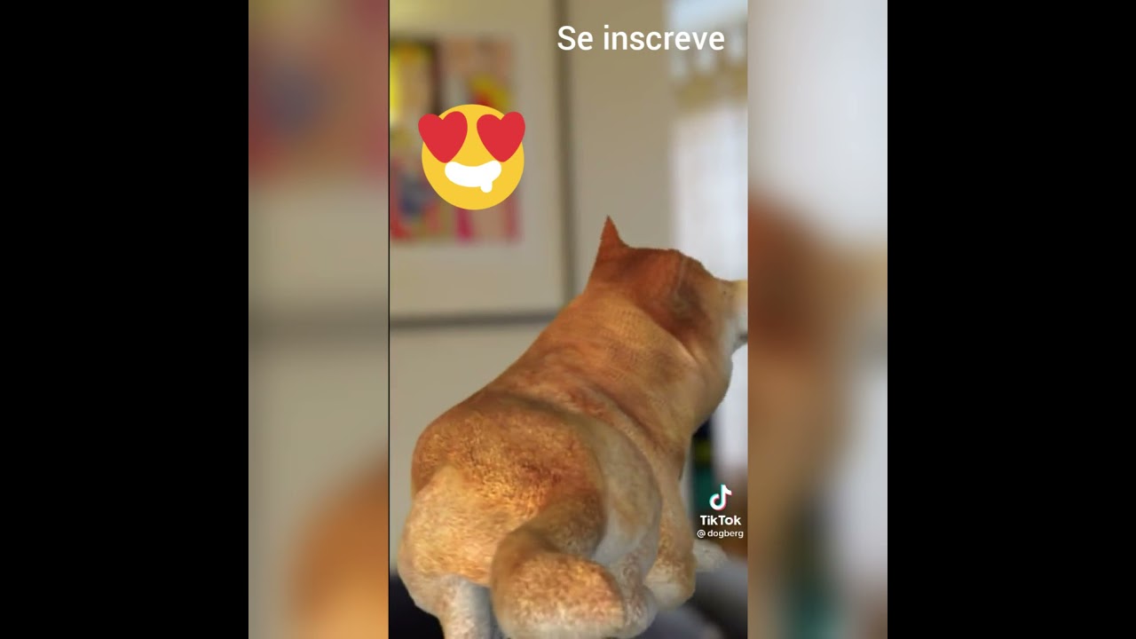 o dog Berg &eacute; fofo