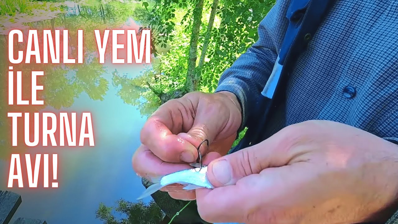 Canlı Yem ile Turnaya Olta Attık! | Muhteşem Manzaralı Turna Avı Meraları | Fishing