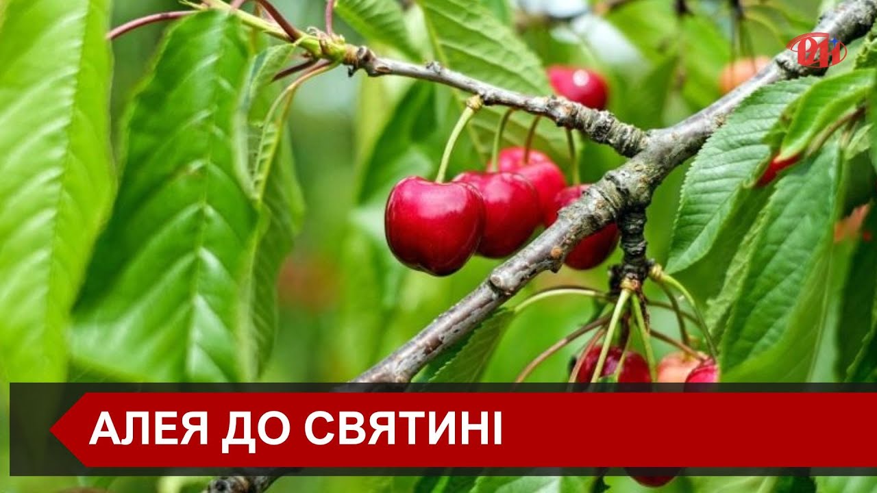 У селі Бишів Галицького району тепер заквітне Алея черешні
