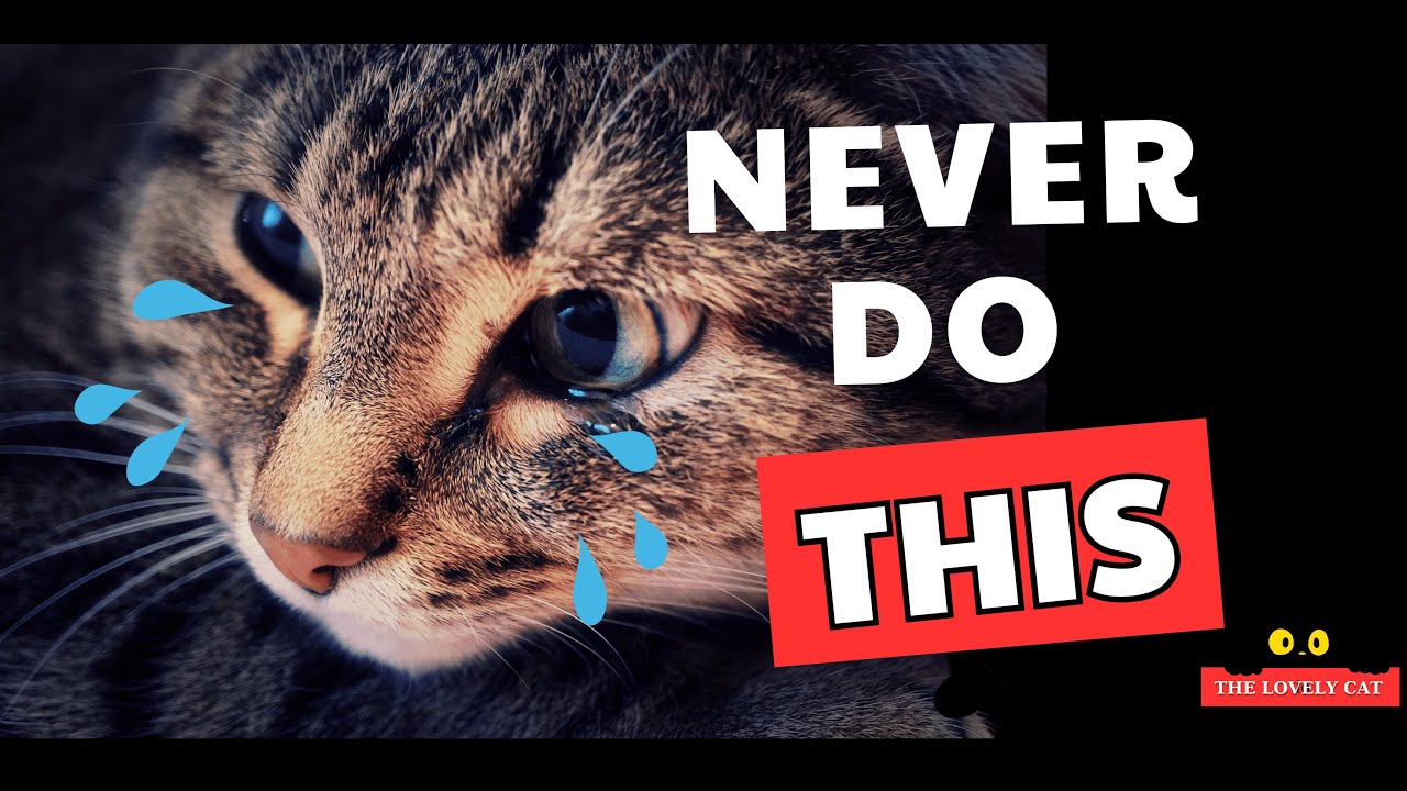 10 Things a Cat Will NEVER Forgive