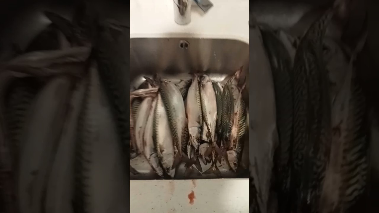 Pescata en vigo #shorts #nature