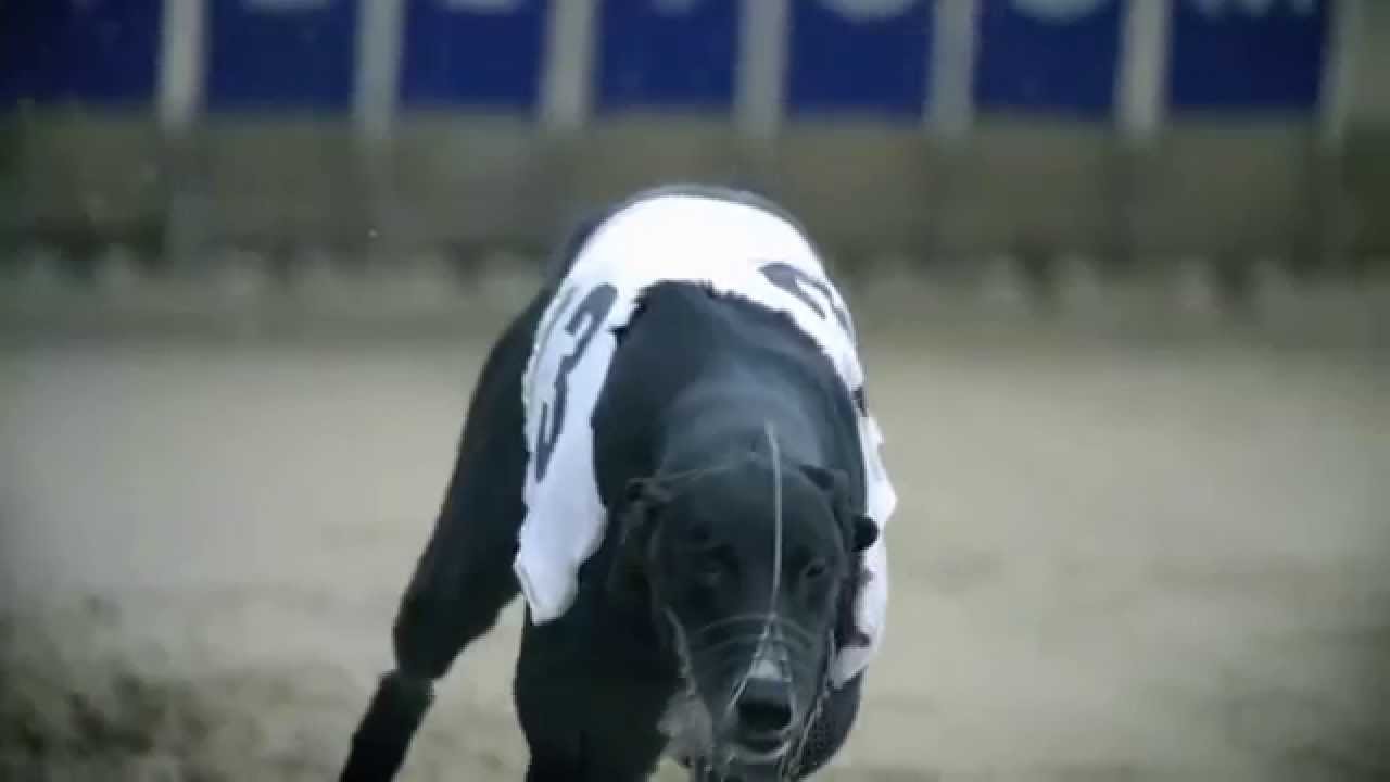 Le chien le plus rapide du monde : le l&eacute;vrier greyhound 🐕
