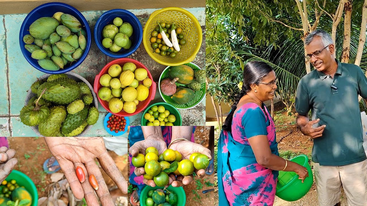 🐿️🍎🍍அணில் கூட Harvest போட்டி  | Harvest Vlogs #farming #comedy