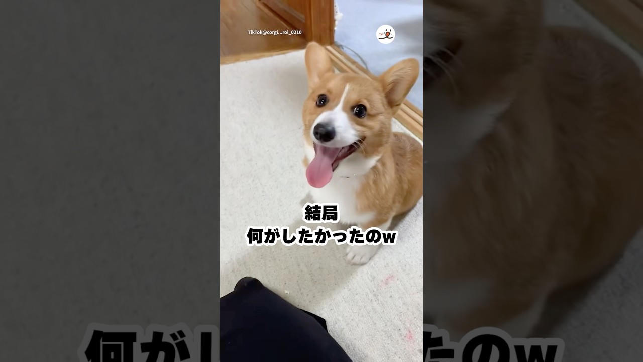 全部中途半端でかわよ笑｜PECO