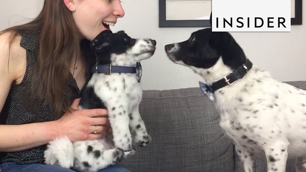 How To Make Custom Stuffed Animals of Your Pets