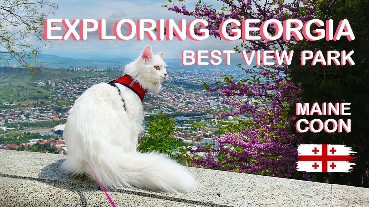 Maine Coon Cat exploring Georgia: BEST VIEW PARK