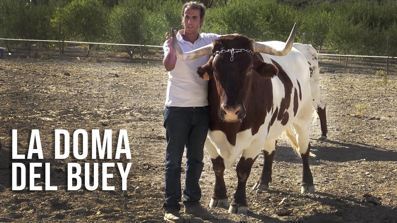 La Doma del Buey o Cabestro y un Joven Cabestrero Adolfo Arranz  Finca Ilusiones 2020
