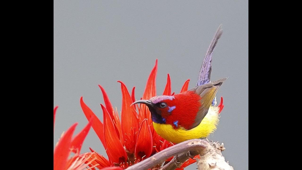 The color festival - Mrs Gould's Sunbird and Coral | Sunbirds at Himalayas |  TrulyWild in 4K