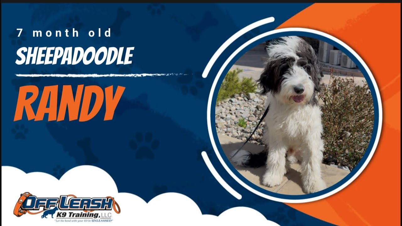 Sheepadoodle 🐾Off leash Training | Best Dog Trainer | Reno, NV🐾