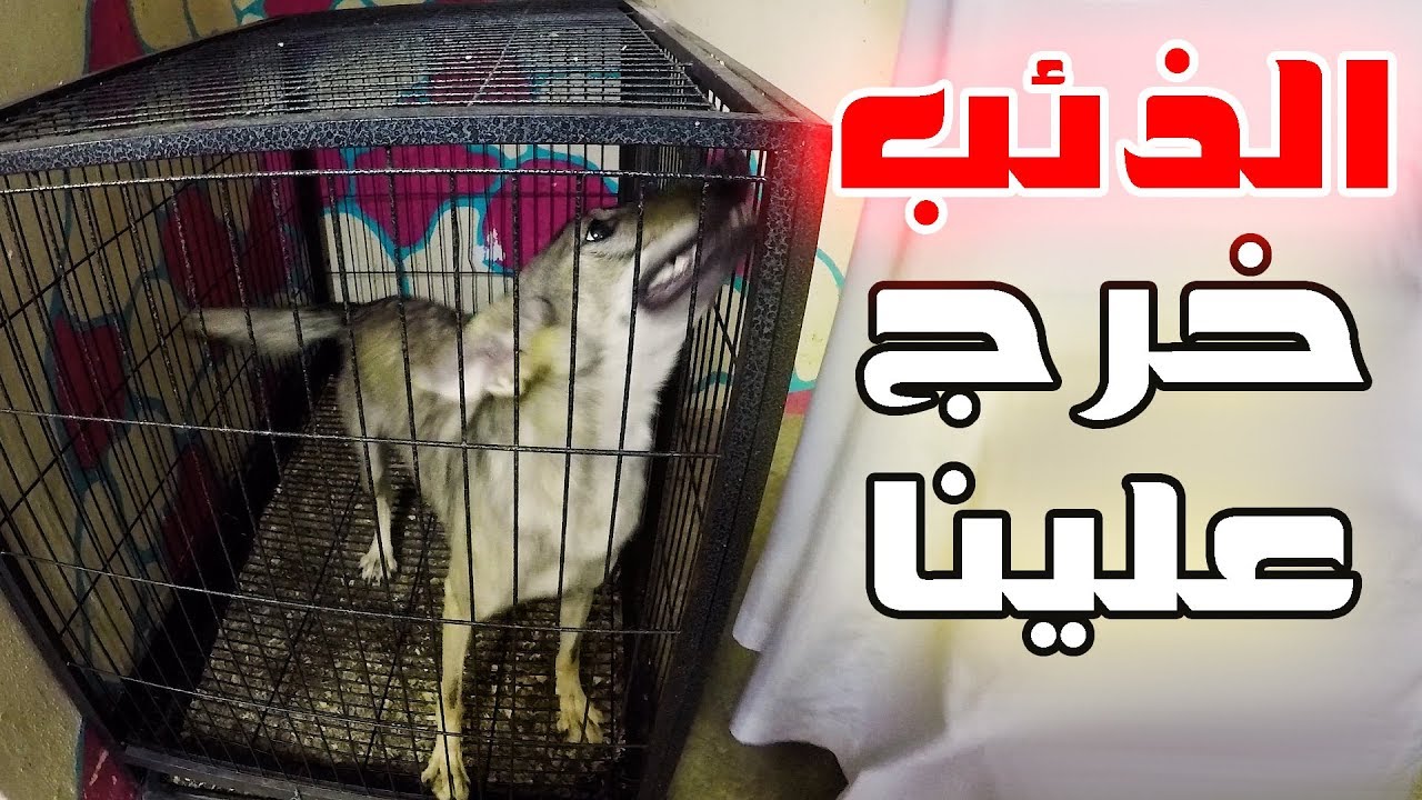 الذئب خرج علينا من القفص || شوفوا ردة فعل العيال لايفوتكم !!