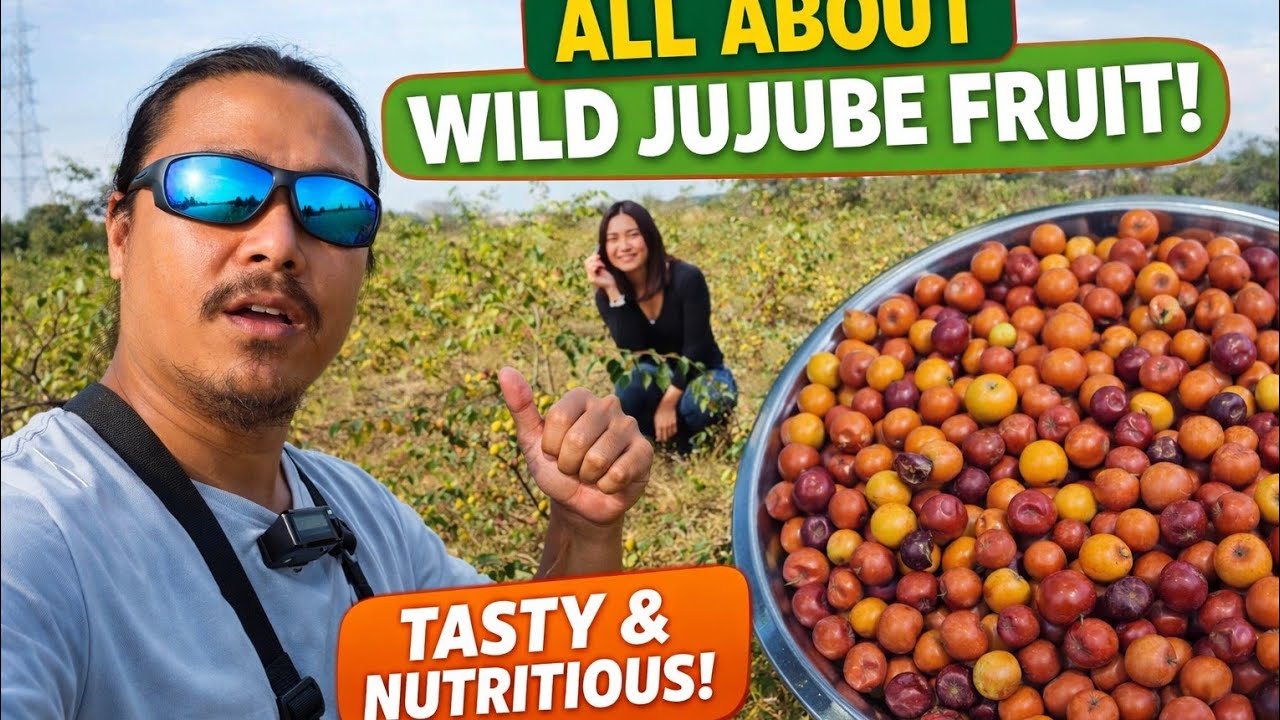 Collecting Wild Jujube Fruit in the Fields/Village Vlog /Taste of Nature 