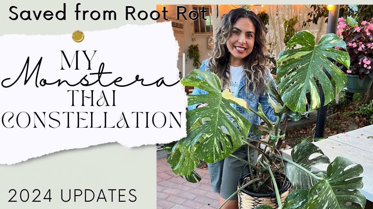 SAVED FROM ROOT ROT!!! MY MONSTERA THAI CONSTELLATION AND MY MONTERA ALBO! 2024 UPDATES
