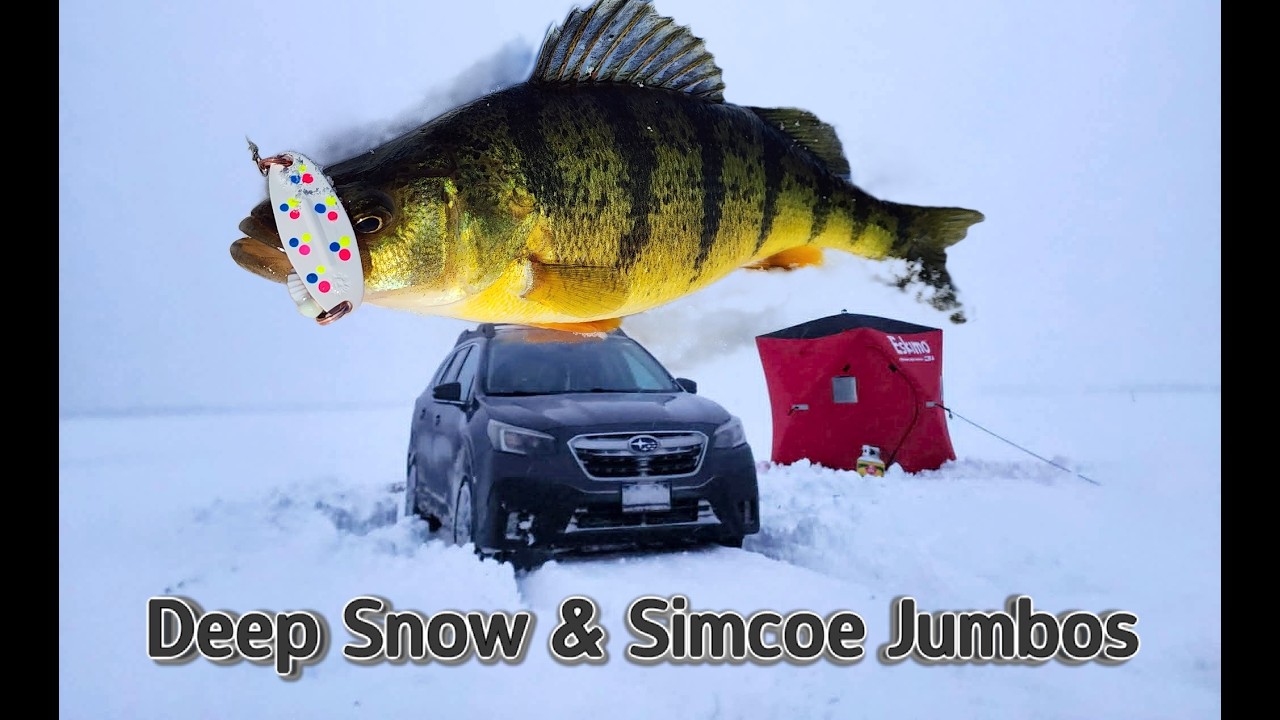 Deep Snow & Simcoe Jumbos. SERIOUS ACTION