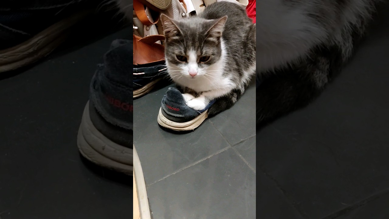 Лимитированный Бентли, Cat car 🚕😸