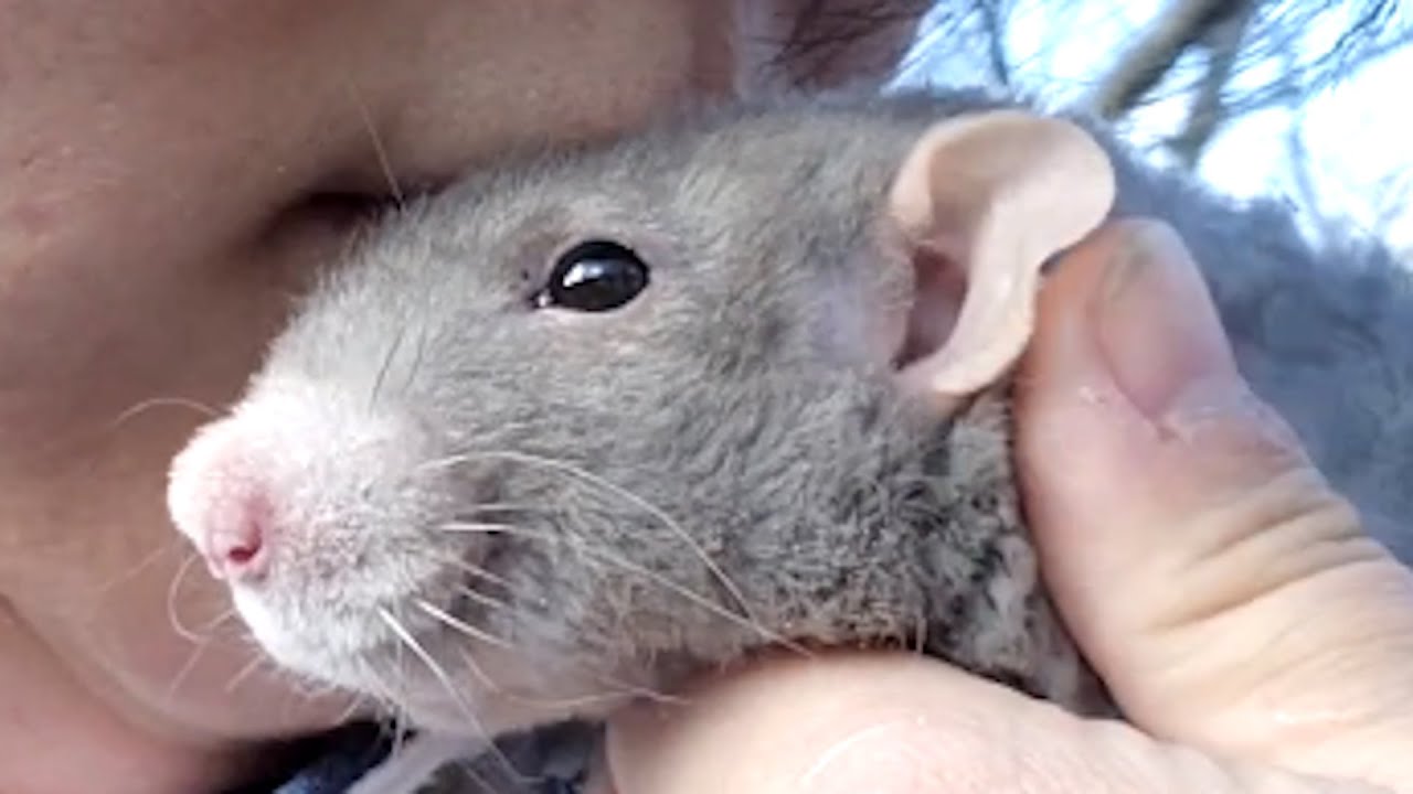 Lonely rat kisses woman who took him home