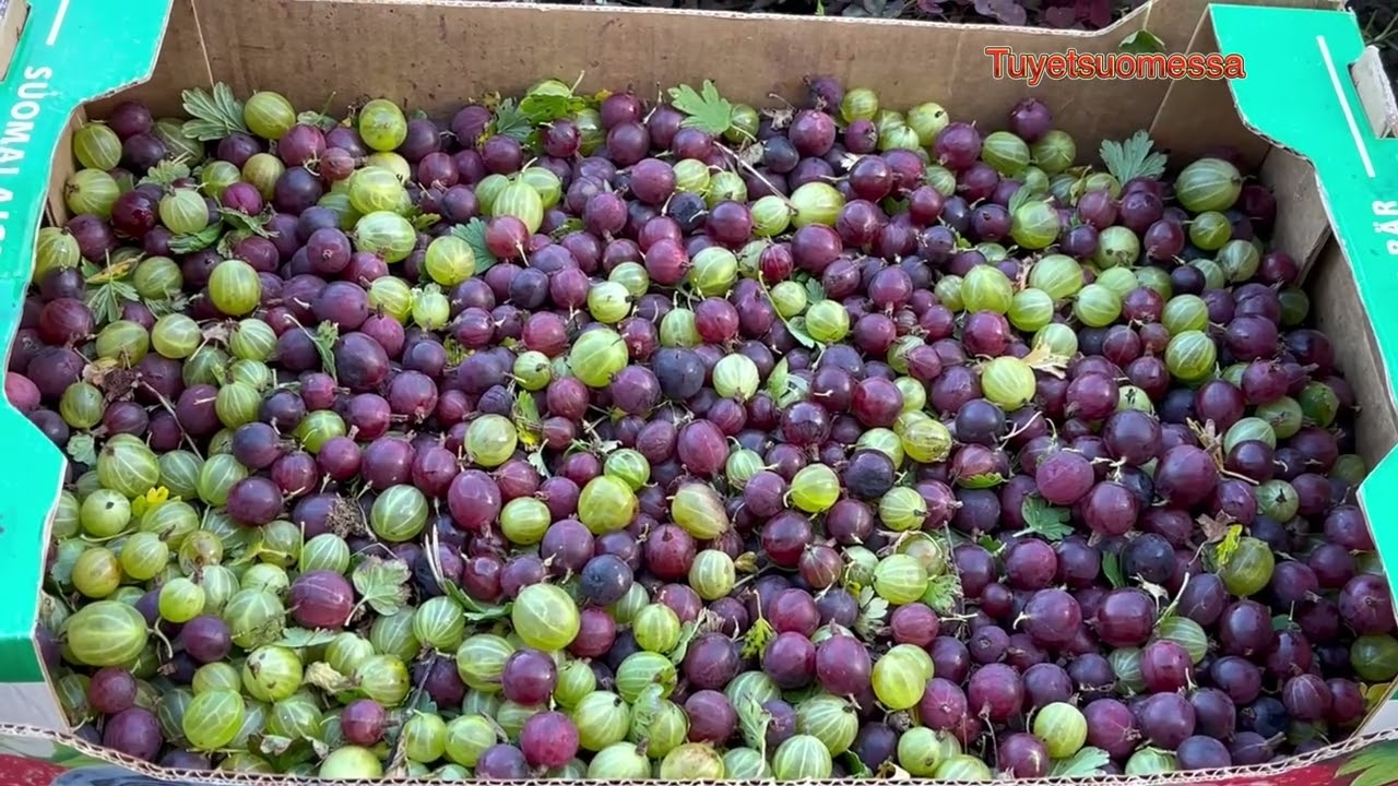 Cuộc Sống Phần Lan🇫🇮 .Thu hoạch trái cây và rau sau hè . Thu hoạch cuối mùa năm 2025 