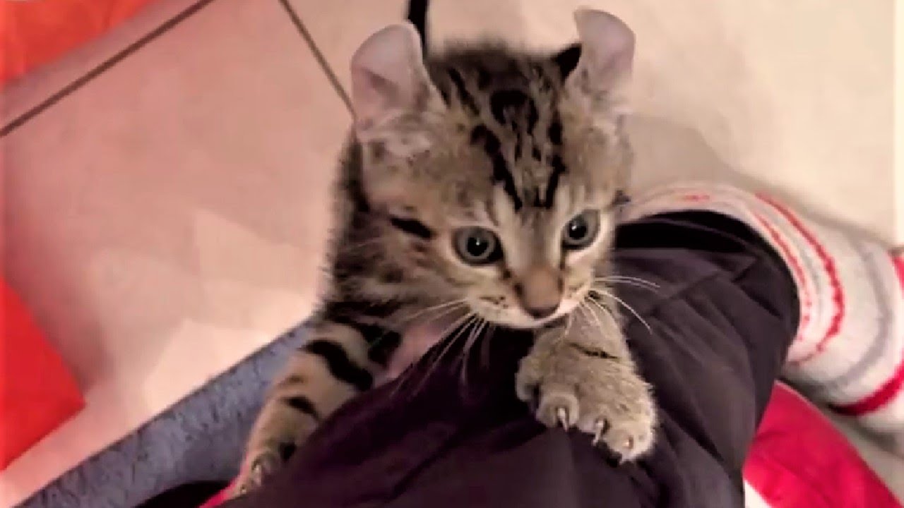 A kitten decided to cling to the woman who gave him a home, and follow her cats around