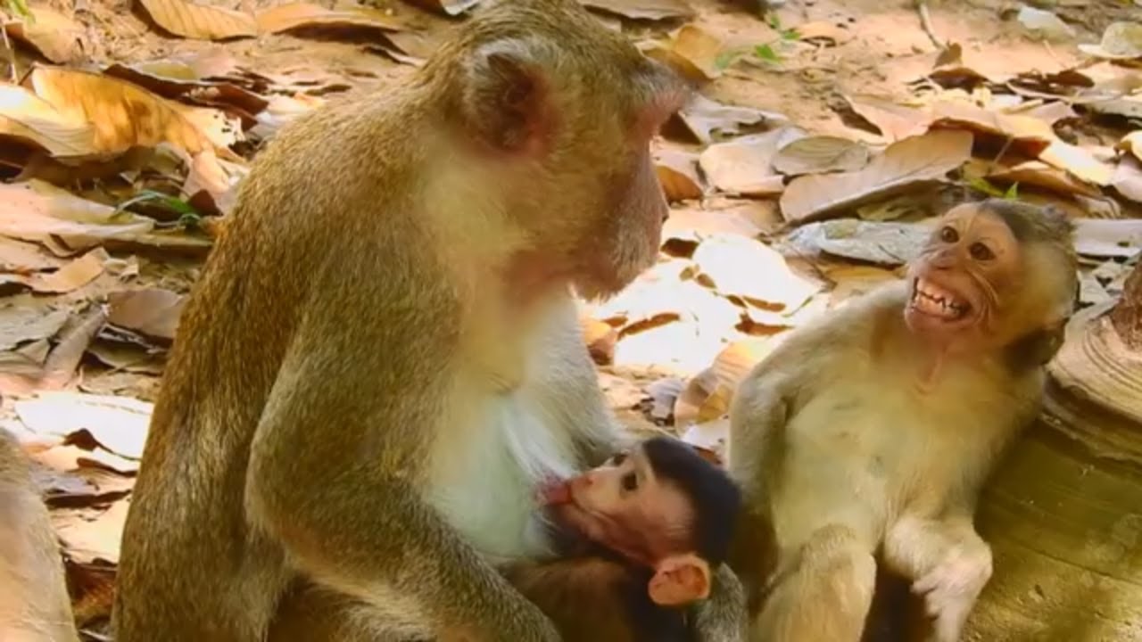 Poor Janet crying very sad request milk from mom Jane, Monkey Janet cry shake body request milk