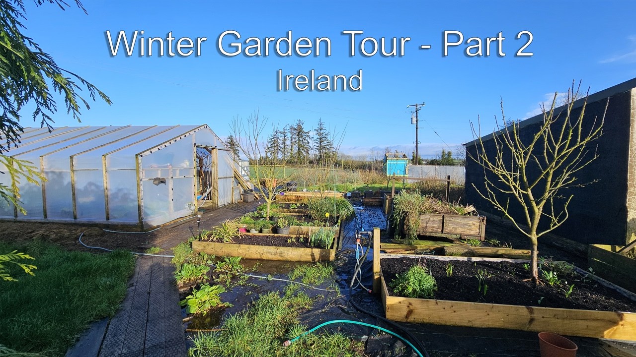 Winter Garden Tour in Ireland – Jan and Feb 2026, Part 2 | Greenhouse tour | pine marten attack