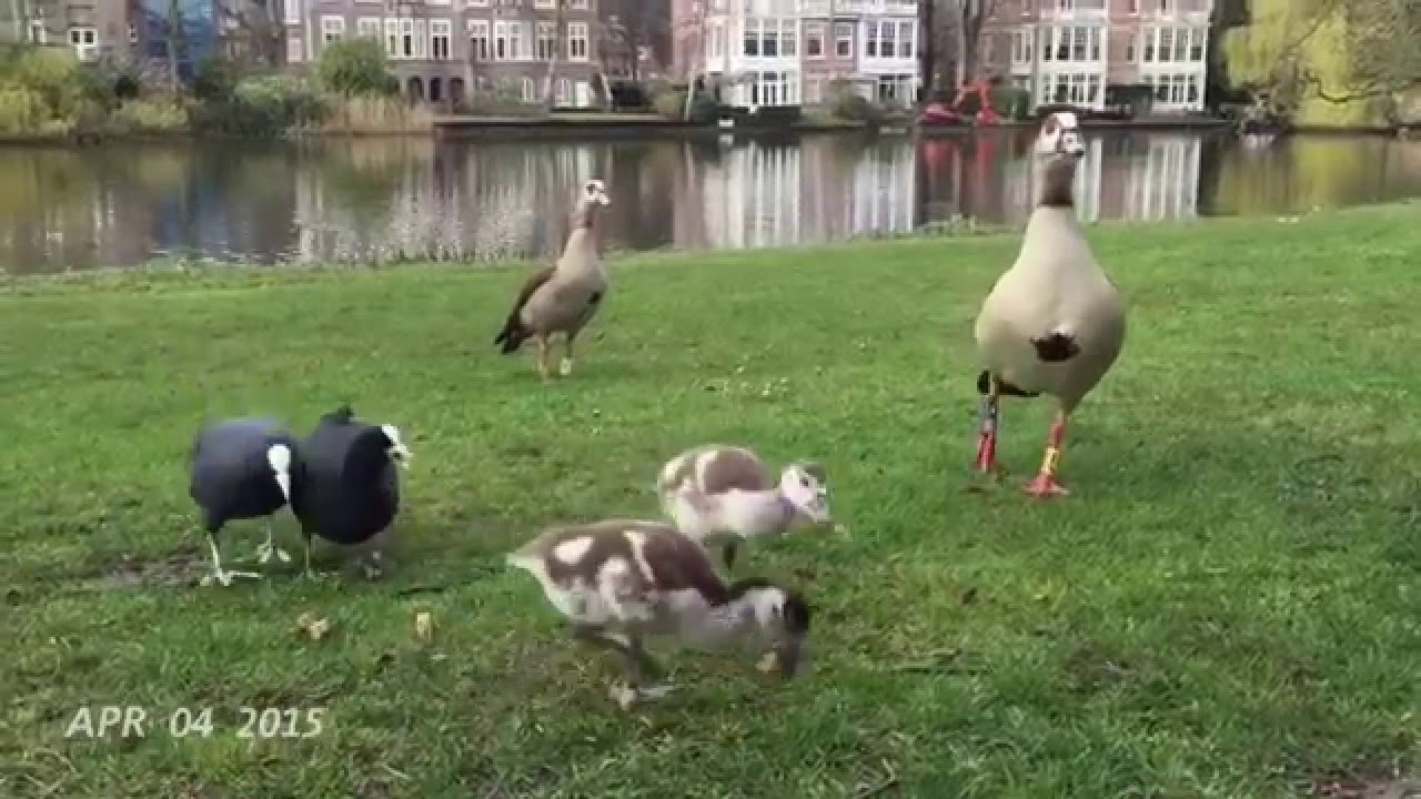 One Second Everyday 2015 