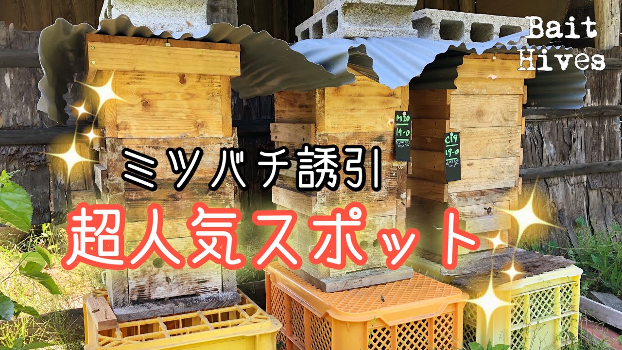 【ミツバチ誘引】超人気スポット！ぞくぞく自然入居で5群🐝✨日本ミツバチも西洋ミツバチもウェルカム〜〜💕Catch Honeybee Swarms in Japan