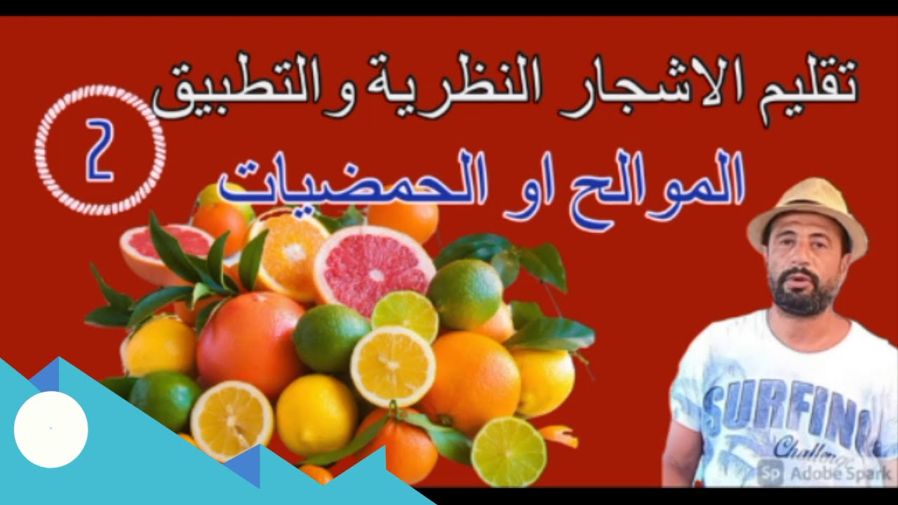 درس تقليم الاشجار المثمرة  الجزء الثاني الموالح مع المهندس اشرف وهدان