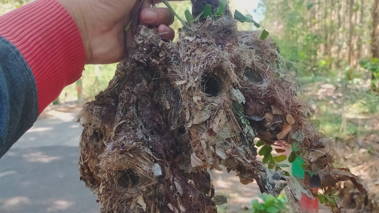gak ada lawan | sarang burung sogon disini memang melimpah, ini buktinya