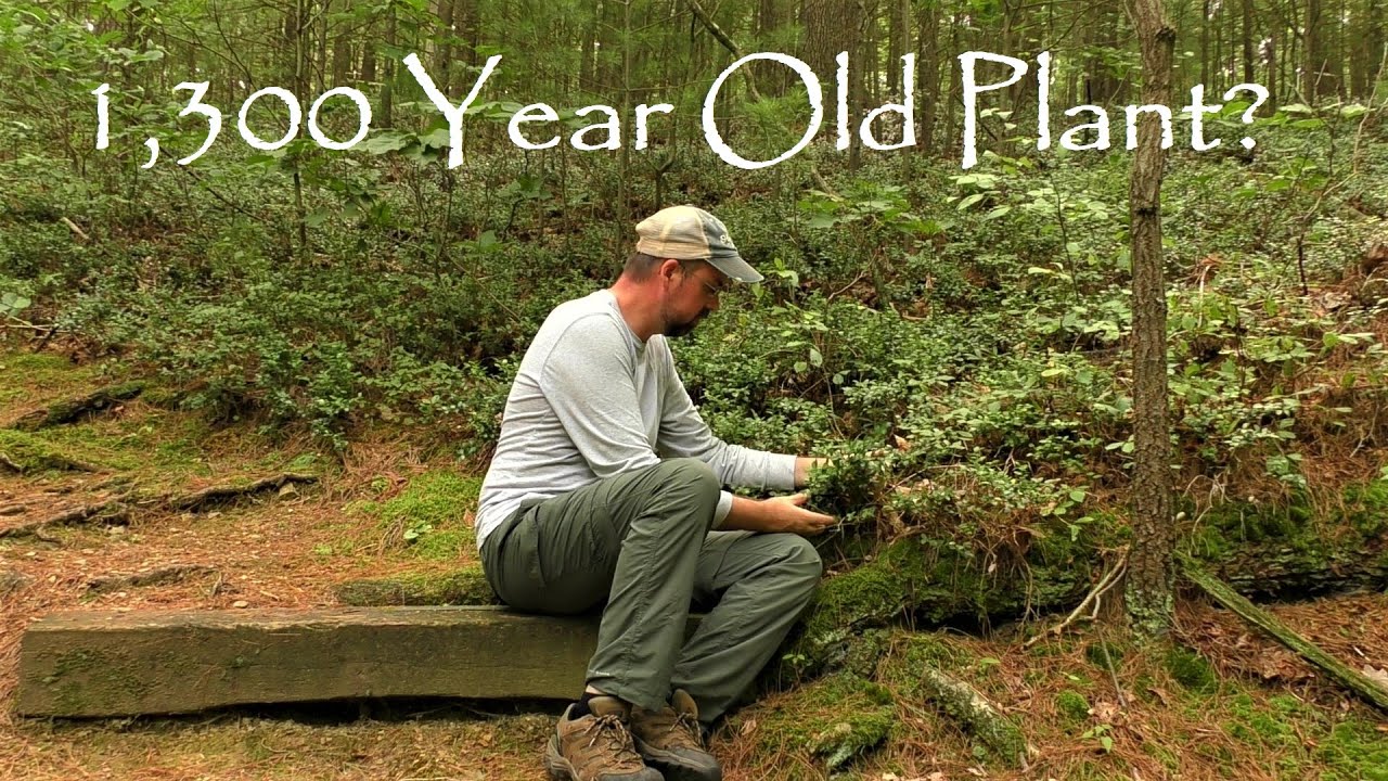 1,300 Year Old Plant? ~ Box Huckleberry Natural Area