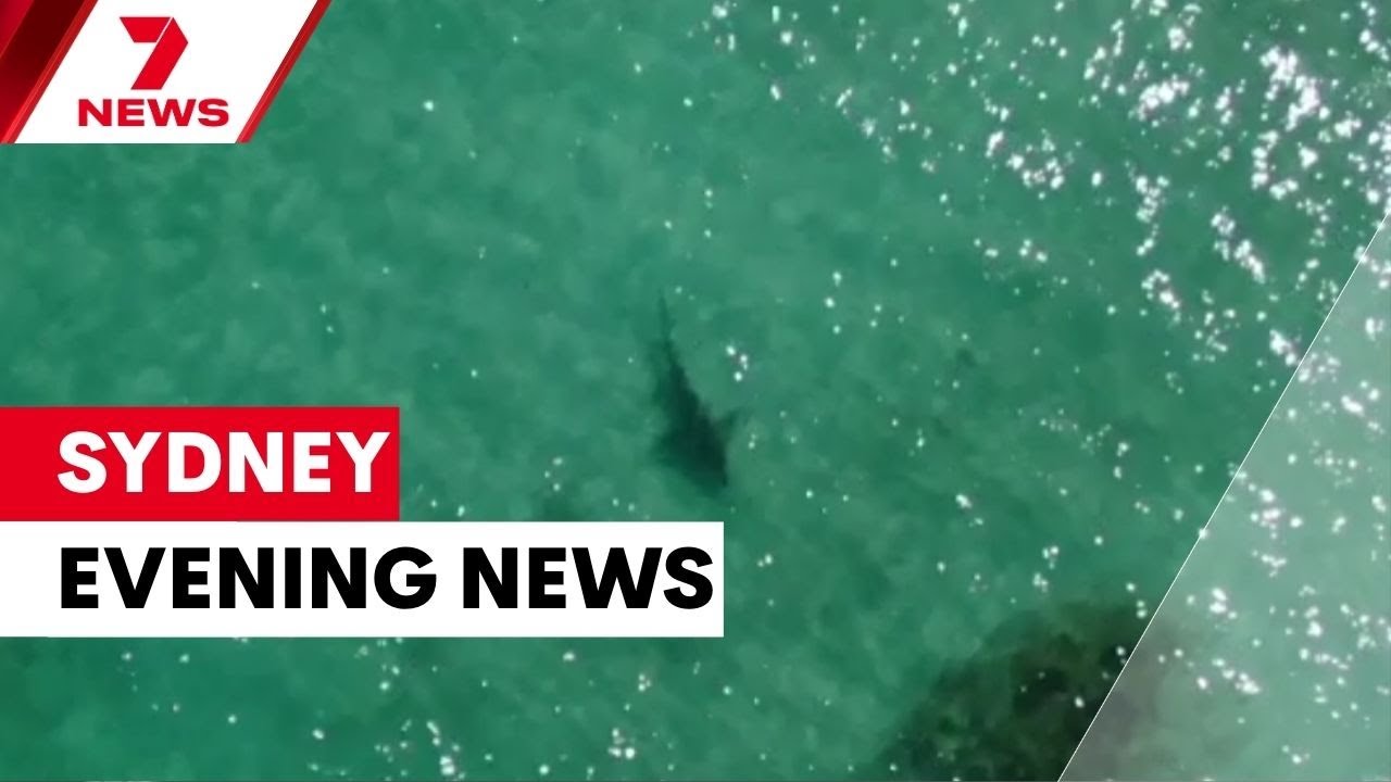 Two tourists suffer from shark attack; Family plea against gendered domestic violence | 7NEWS Sydney