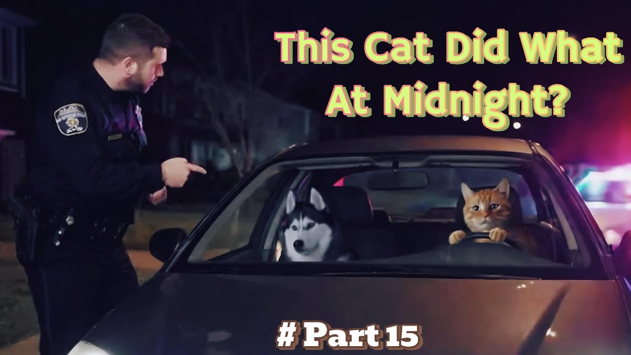 Cat Playing Music at Midnight 😾🎵 | Neighbors Were NOT Ready